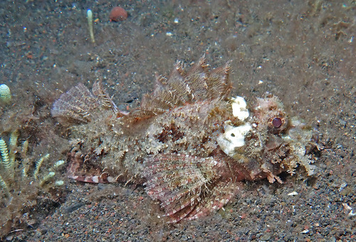 Scorpaenopsis papuensis observed 2024-11-06
