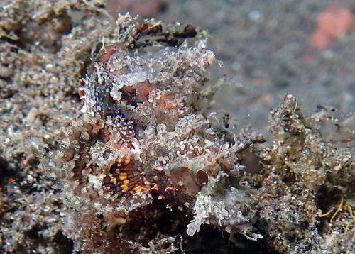 Scorpaenopsis venosa observed 2024-11-06