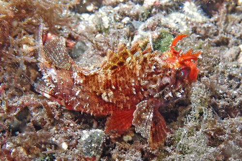 Sebastapistes strongia observed 2024-11-01