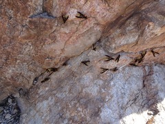 Polistes comanchus navajoe