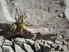 Insecta