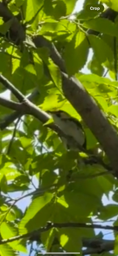Chestnut-sided Warbler