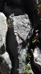 Sceloporus anahuacus