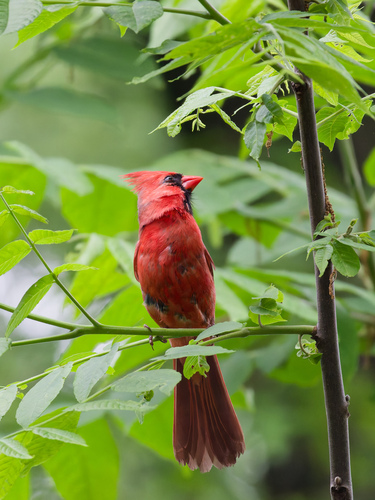 Northern Cardinal photographed in New York