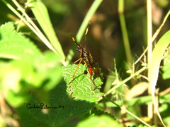 Pseudorus martini