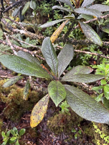 Pittosporum gayanum, 2025-06-26