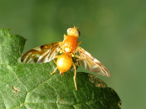 Parsnip Leaf Miner photo 3