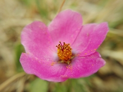 Modiolastrum gilliesii