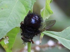 Juriniopsis