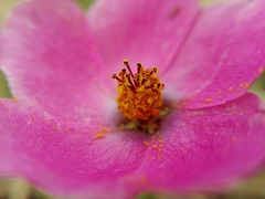 Modiolastrum gilliesii