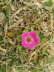 Modiolastrum gilliesii