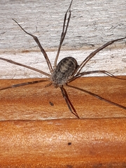 Opilio parietinus