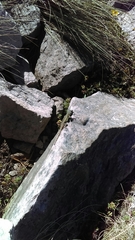 Sceloporus anahuacus