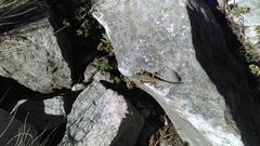 Sceloporus anahuacus