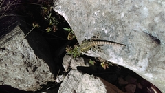 Sceloporus anahuacus