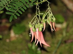 Clianthus