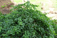 Capparis sandwichiana