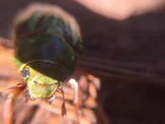 Chrysina adelaida