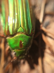 Chrysina adelaida