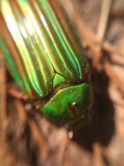 Chrysina adelaida