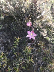 Thelymitra rubra