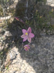 Thelymitra rubra