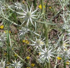 Eryngium heterophyllum