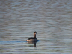 Podiceps nigricollis