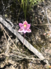 Thelymitra rubra
