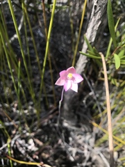 Thelymitra rubra