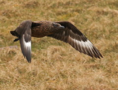 Stercorarius skua