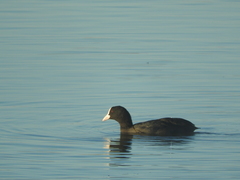 Fulica atra