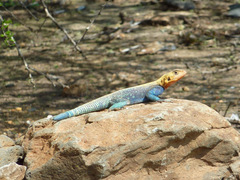 Agama lionotus