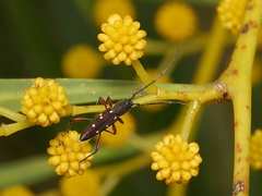 Eburophora octoguttata