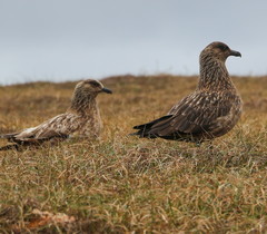 Stercorarius skua