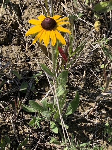 black-eyed Susan