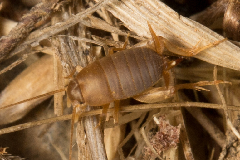 Oregon ant cricket