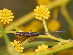 Eburophora octoguttata