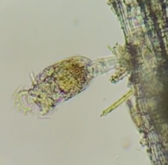 Philodina megalotrocha