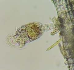 Philodina megalotrocha