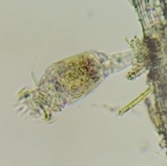 Philodina megalotrocha