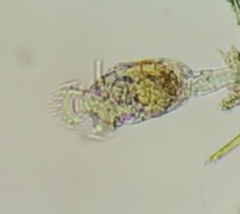 Philodina megalotrocha