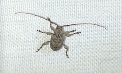 Leptostylopsis terraecolor