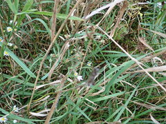 Symphyotrichum pilosum pilosum
