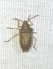 Oebalus