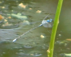Lestes sigma