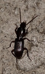 Stenomorphus californicus