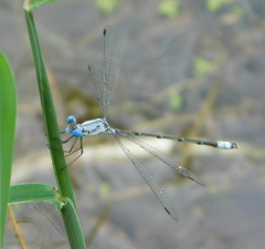 Lestes sigma