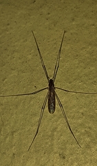 Tipuloidea