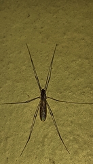 Tipuloidea